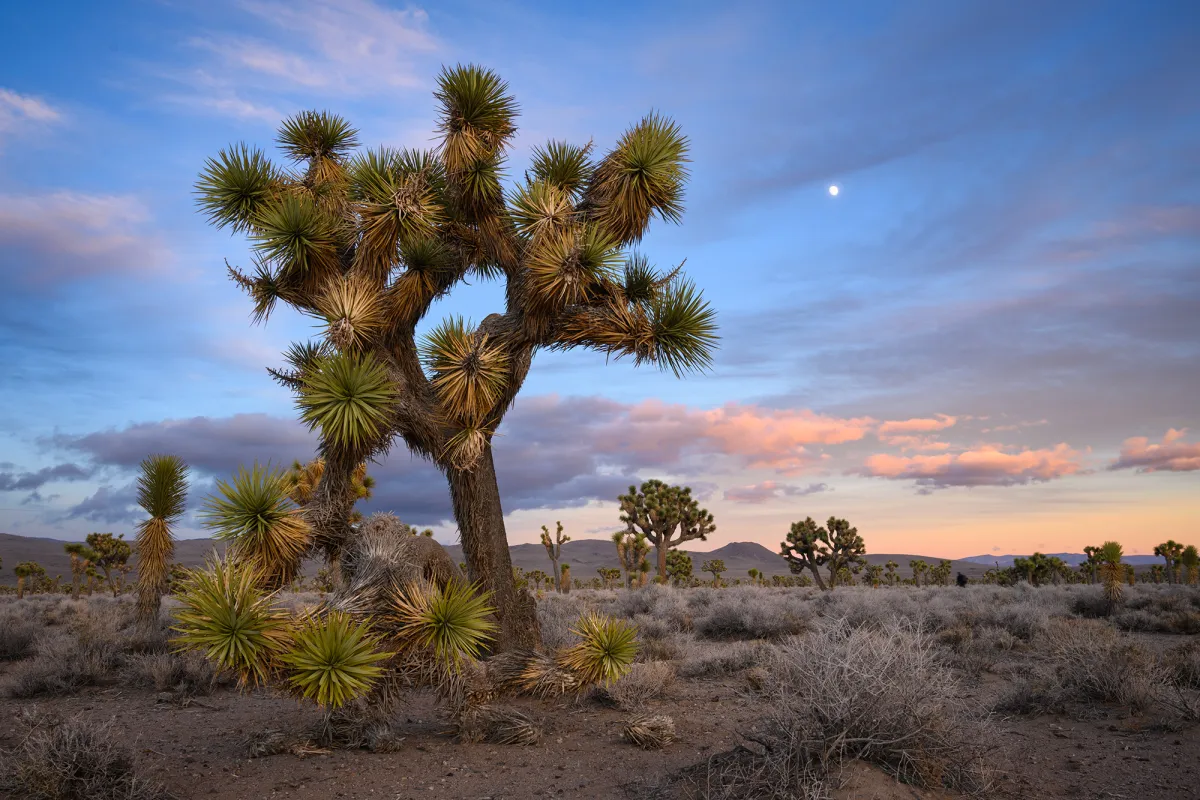 A Joshua tree under the desert moon